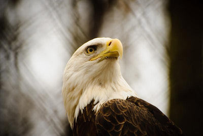 Bald eagle Wall Mural-Animals & Wildlife-Eazywallz