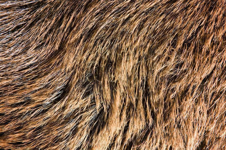 Brown bear fur texture Wall Mural-Animals & Wildlife,Textures-Eazywallz