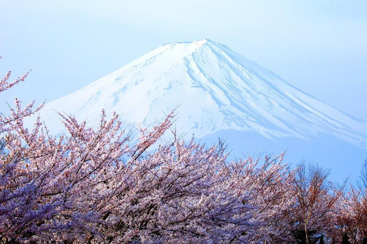 Cherry blossoms with Mount Fuji, japan Wall Mural-Buildings & Landmarks,Landscapes & Nature-Eazywallz