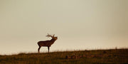 Deer in the Evening Light Wall Mural-Animals & Wildlife,Panoramic-Eazywallz