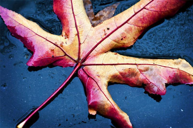 Dry Leaf on the Ground Wall Mural-Macro,Textures-Eazywallz