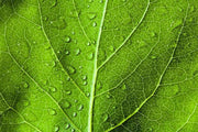 Green leaf texture Wall Mural-Macro,Textures-Eazywallz