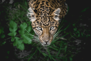 Leopard Eyes Wall Mural-Animals & Wildlife-Eazywallz