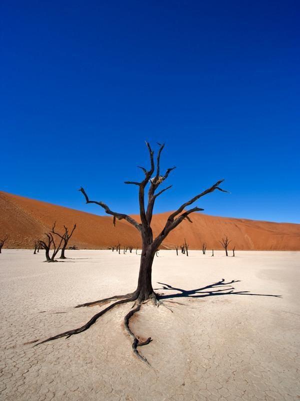 Namib desert wall Mural Wall Mural-Landscapes & Nature-Eazywallz