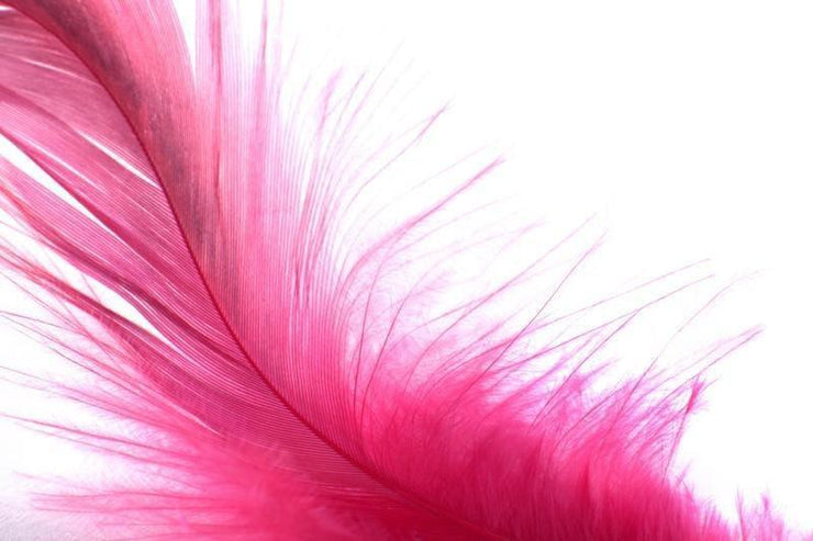 Pink feather Wall Mural-Animals & Wildlife,Macro,Textures-Eazywallz