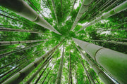 Green Bamboo Forest Wallpaper Mural