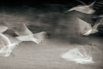 Photo Wallpaper Fluttering Gulls