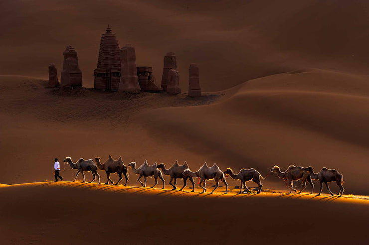 Photo Wallpaper Castle and Camels