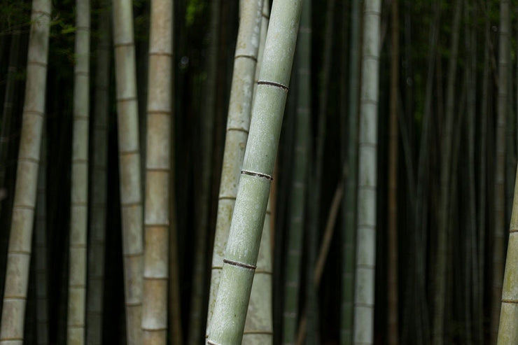 Bamboo Close up wall Mural Wall Mural-Landscapes & Nature,Zen-Eazywallz