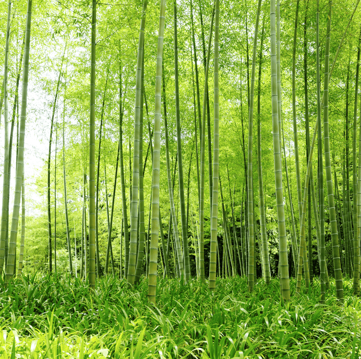 Bamboo stalks Wall Mural-Landscapes & Nature-Eazywallz