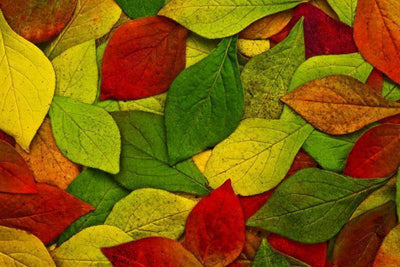 Beautiful leaves Wall Mural-Textures-Eazywallz