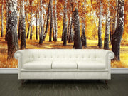 Birch Forest in Fall Wall Mural-Landscapes & Nature-Eazywallz