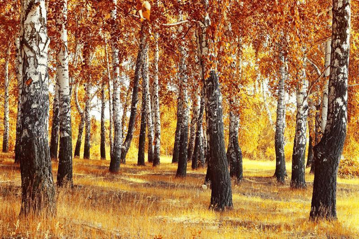 Birch Forest in Fall Wall Mural-Landscapes & Nature-Eazywallz