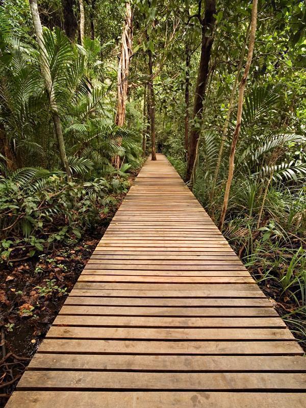 Board walk in the jungle Wall Mural-Landscapes & Nature-Eazywallz