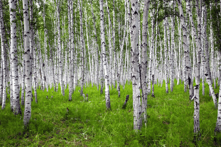 Bright Birch Forest Wall Mural-Landscapes & Nature,Patterns,Textures,Best Rated Murals-Eazywallz