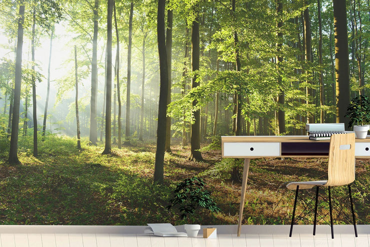 Bright Morning Forest Wallpaper Mural