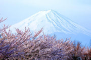 Cherry blossoms with Mount Fuji, japan Wall Mural-Buildings & Landmarks,Landscapes & Nature-Eazywallz