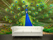 Colorful Peacock Wall Mural-Animals & Wildlife-Eazywallz
