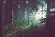 Dark Forest Off Trail Wallpaper Mural-Landscapes & Nature-Eazywallz