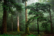 Dark Green Forest Wallpaper Mural-Landscapes & Nature-Eazywallz
