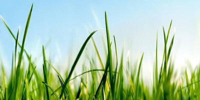 Delicate Grass Wall Mural-Macro,Textures,Panoramic-Eazywallz