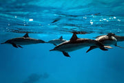 Dolphins in the sea Wall Mural-Animals & Wildlife,Best Rated Murals-Eazywallz