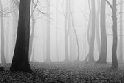 Forest in Fog Wall Mural-Black & White,Landscapes & Nature-Eazywallz
