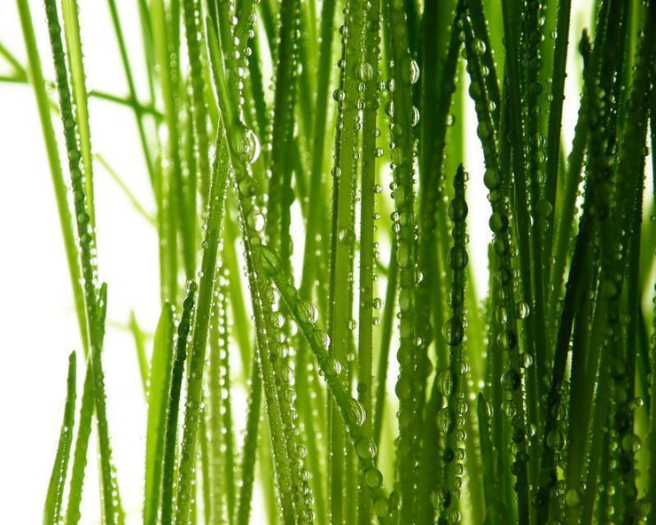 Fresh green straws Wall Mural-Macro,Textures,Staff Favourite Murals-Eazywallz