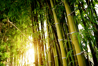 Green Bamboo Forest Wall Mural-Zen-Eazywallz