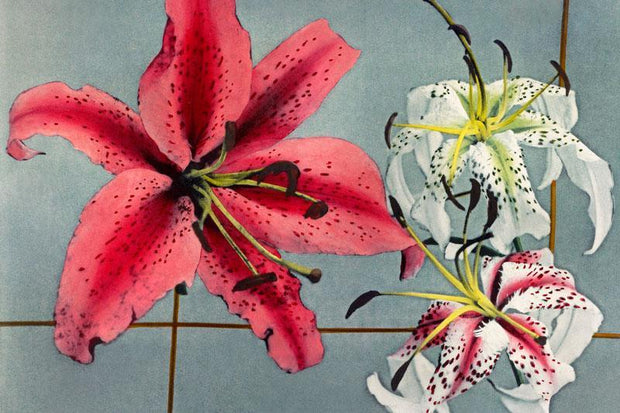 Hand Coloured Lily Wallpaper Mural-Patterns-Eazywallz