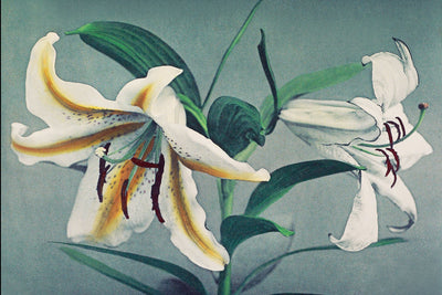 Hand Coloured White Lily Wall Mural-Patterns-Eazywallz