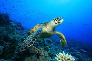 Hawksbill Turtle on a coral reef Wall Mural-Animals & Wildlife-Eazywallz