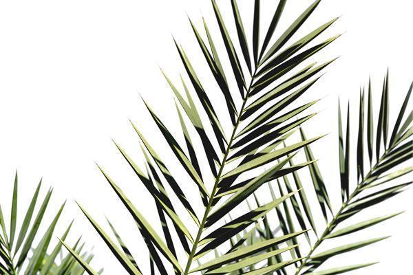 Isolated Palm Leaf Wall Mural-Textures-Eazywallz