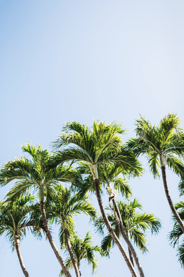 Key West Palm Trees Wall Mural-Landscapes & Nature,Tropical & Beach-Eazywallz