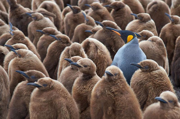 King penguin on Falkland Island Wall Mural-Animals & Wildlife-Eazywallz