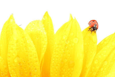 Ladybug on sunflower Wall Mural-Animals & Wildlife,Florals,Macro,Featured Category of the Month-Eazywallz
