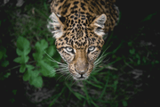 Leopard Eyes Wall Mural-Animals & Wildlife-Eazywallz