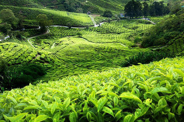 Malaysian Tea Plantation Wall Mural-Landscapes & Nature-Eazywallz