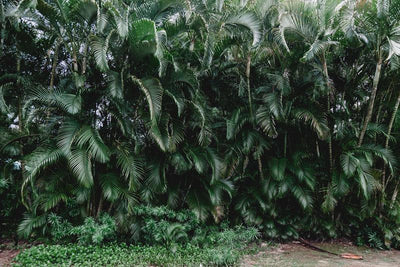 Maui Jungle Wall Mural-Landscapes & Nature,Zen-Eazywallz