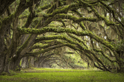 Oak Tree Forest Wall Mural-Landscapes & Nature-Eazywallz