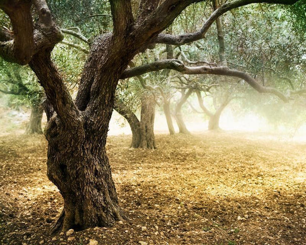 Old olive trees Wall Mural-Landscapes & Nature-Eazywallz