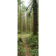 Oregon Forest Trail Door Mural-Landscapes & Nature-Eazywallz