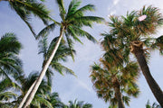 Palm Tree Island Wall Mural-Tropical & Beach-Eazywallz