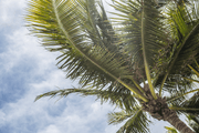 Palm Tree & Sky Wall Mural-Tropical & Beach-Eazywallz