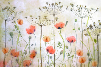 Photo Wallpaper Poppy Meadow