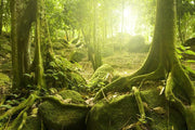 Rainforest and sunlight Wall Mural-Landscapes & Nature-Eazywallz