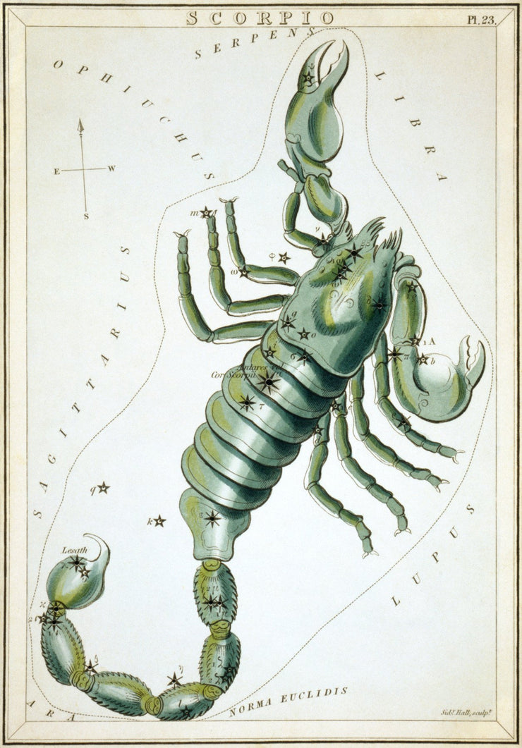 Scorpio Wall Mural-astrology-Eazywallz