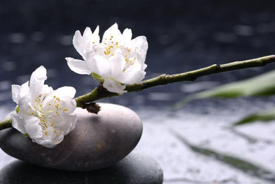 Stacked stones and white flower Wall Mural-Zen,Featured Category of the Month-Eazywallz