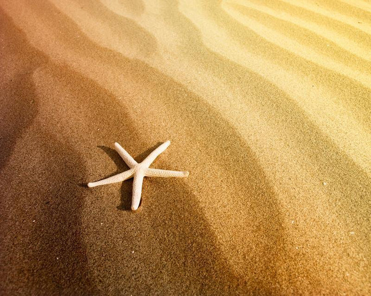 Starfish on a sand beach Wall Mural-Animals & Wildlife,Textures-Eazywallz