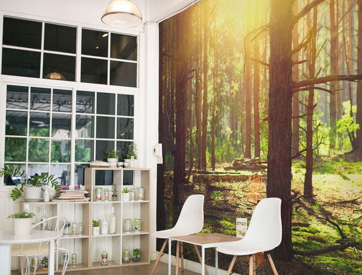 Sunlight in Old Forest Wall Mural-Landscapes & Nature-Eazywallz